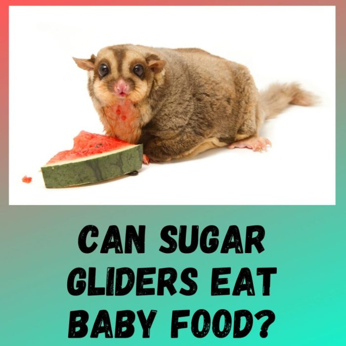 Can sugar gliders have celery