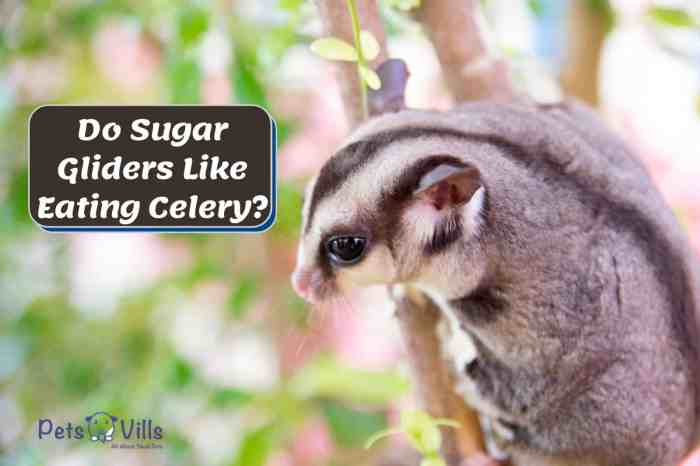 Can sugar gliders have celery