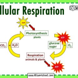 Photosynthesis and cellular respiration review answer key