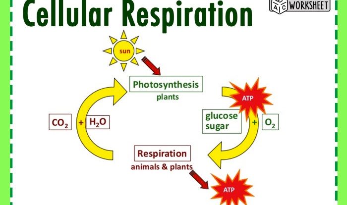 Photosynthesis and cellular respiration review answer key