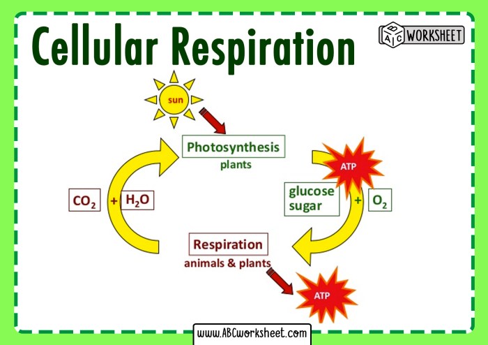 Photosynthesis and cellular respiration review answer key