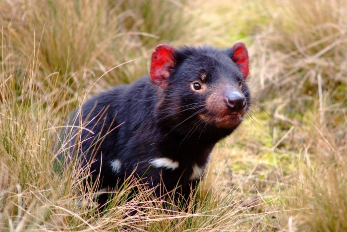 Modeling chromosomes with the tasmanian devil answers