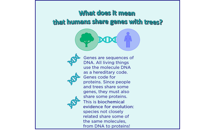 Biochemical evidence for evolution answer key