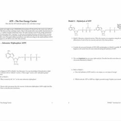 Gene expression translation pogil answers key