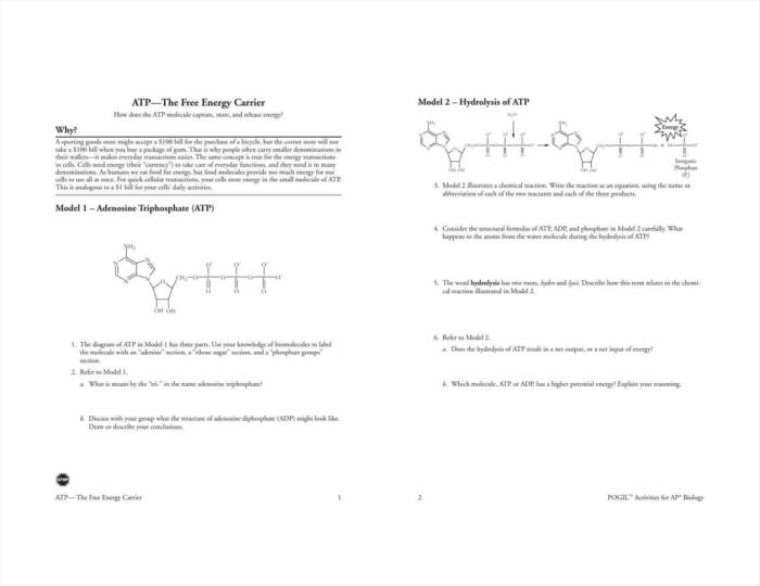 Gene expression translation pogil answers key