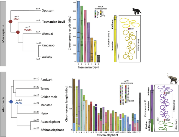 Recessive tasmanian devils mutations