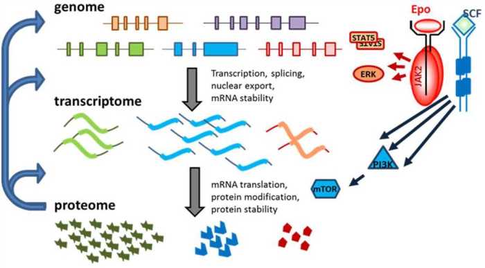 Gene expression translation pogil answers key