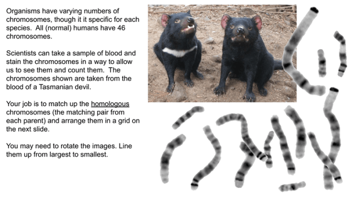 Modeling chromosomes with the tasmanian devil answers