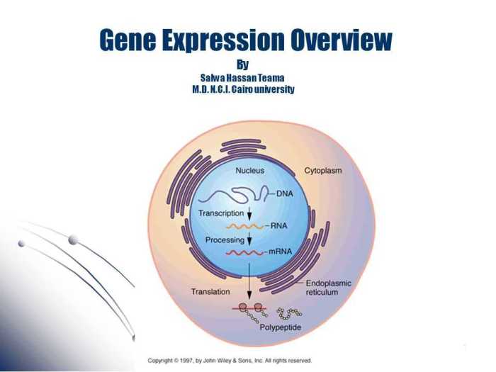 Gene expression translation pogil answers key